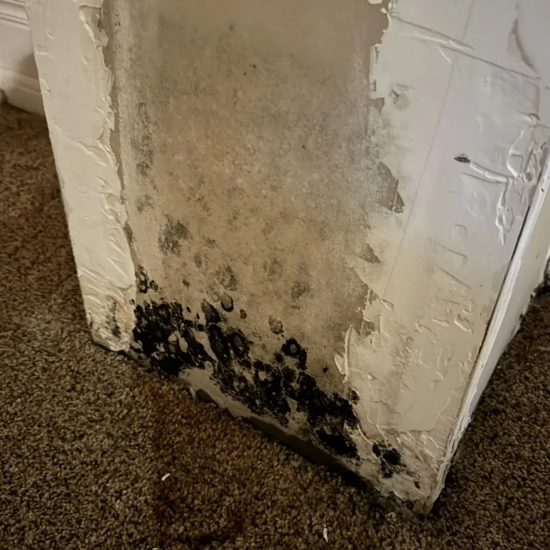 Professional Mold Removal in Bridgeport, MI